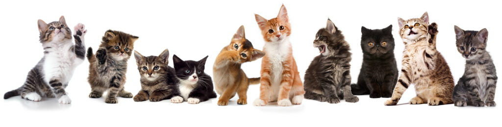 Ten out of ten kittens prefer a vet who doesn’t declaw