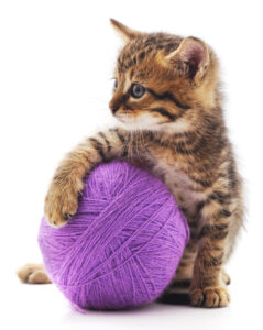 Alternatives to declawing -- protect your other animals
