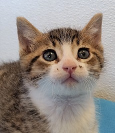 Declawing Ended in AAFP Clinics
