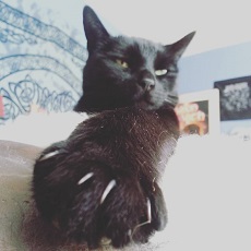 Cat and claws