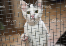 Declawing has no benefits for cats