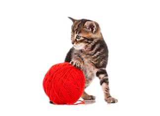 Alternatives to Declawing