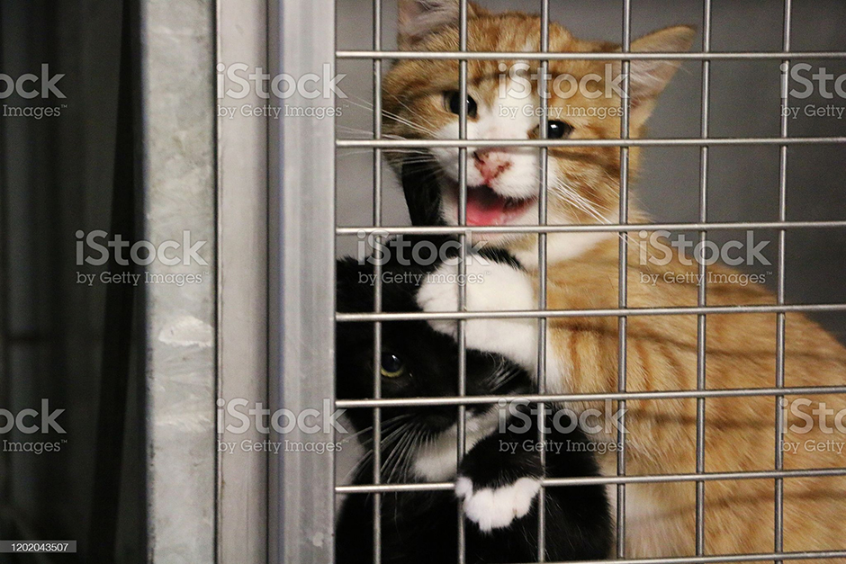 Declawing has no benefits for cats