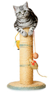 Alternatives to Declawing