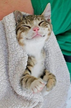 Marylane is second US state to ban declawing
