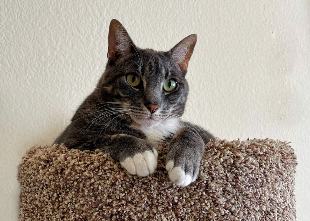 Support legislation to ban declawing cats