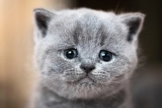 New Hampshire cat anti-declaw bill (HB 231) killed under questionable circumstances