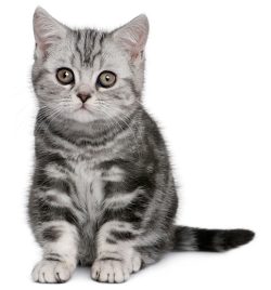 Declawing won’t protect your furniture, family or other pets.